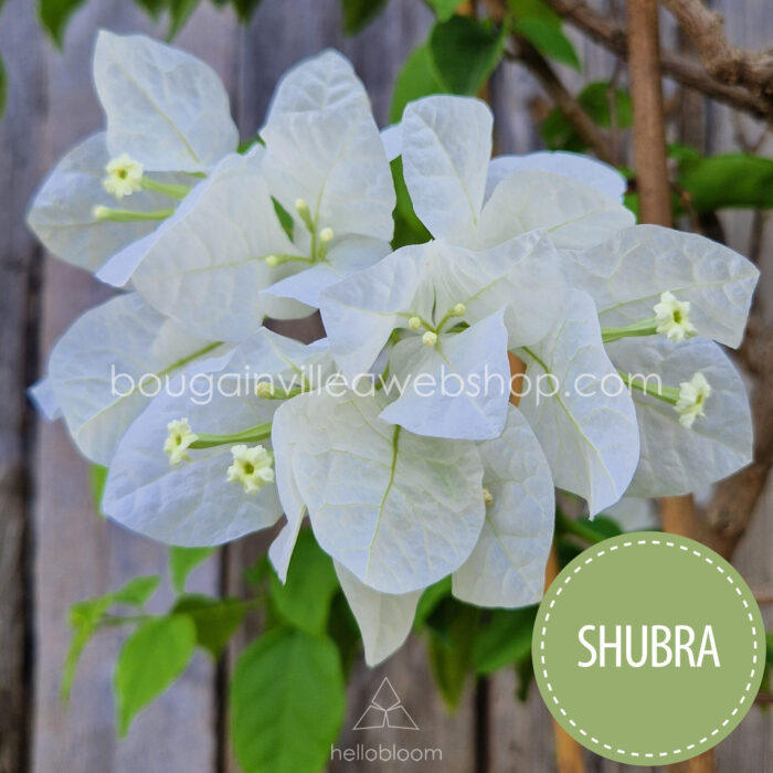 Hungary bougainvillea webshop Mediterranean plant market Shubra bougainvillea