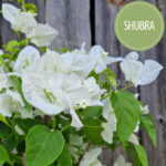 Shubra bougainvillea ivy for sale Hungary ornamental plant webshop webshop