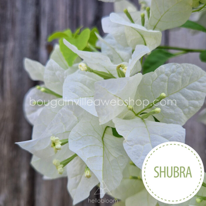 Shubra bougainvillea artisanal gardening ornamental plant for sale Hungary
