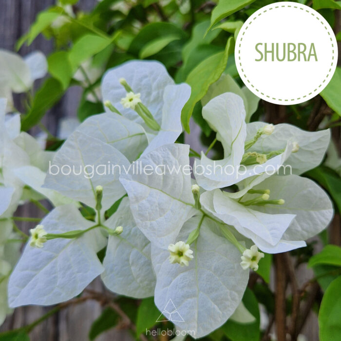 Shubra Mediterranean plant market for sale bougainvillea ivy