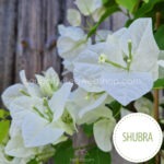 rare exotic Shubra bougainvillea webshop hellobloom