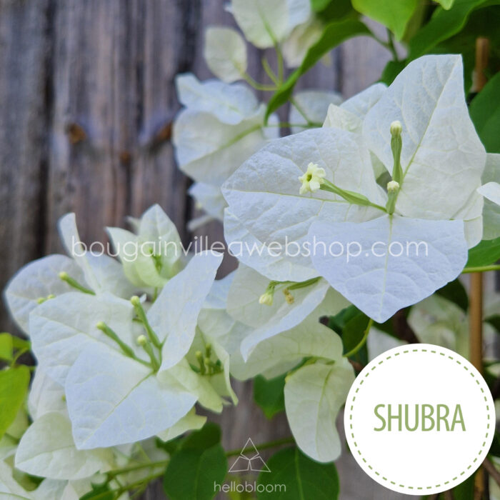rare exotic Shubra bougainvillea webshop hellobloom