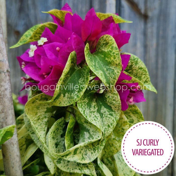 SJ Curly Variegated bougainvillea Mediterranean plant market online webshop