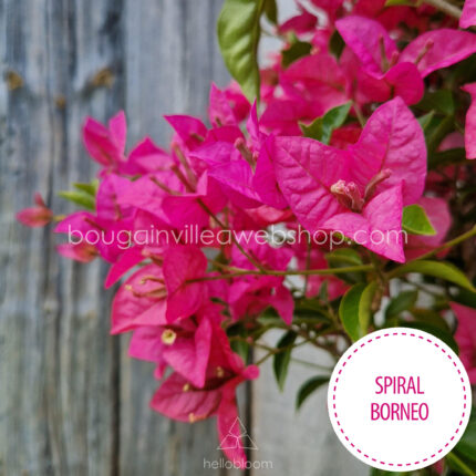 Spiral Borneo bougainvillea, Spiral Borneo exotic ivy