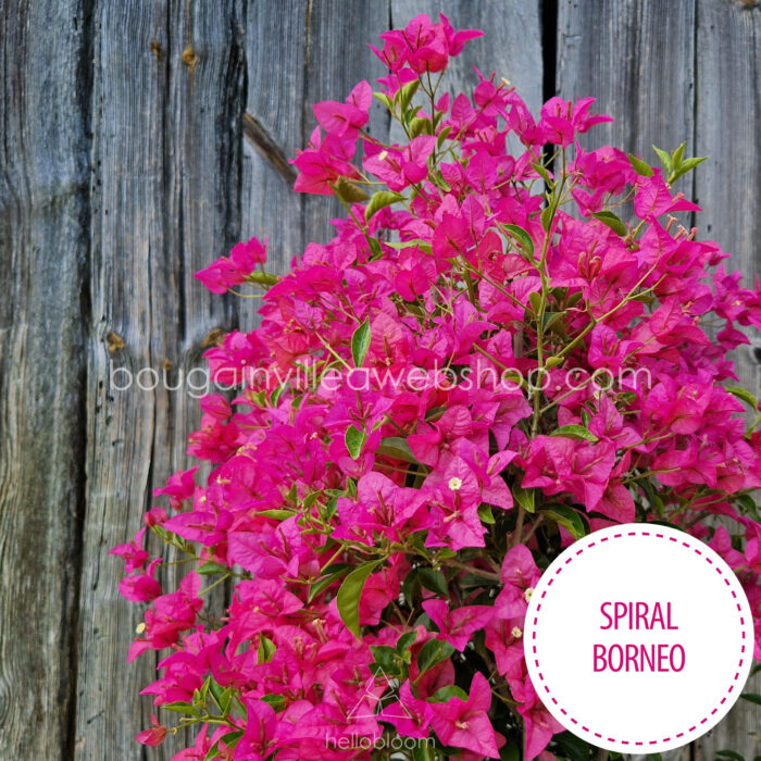 Spiral Borneo bougainvillea kerti sokat virágzó dísznövény webshop eladó