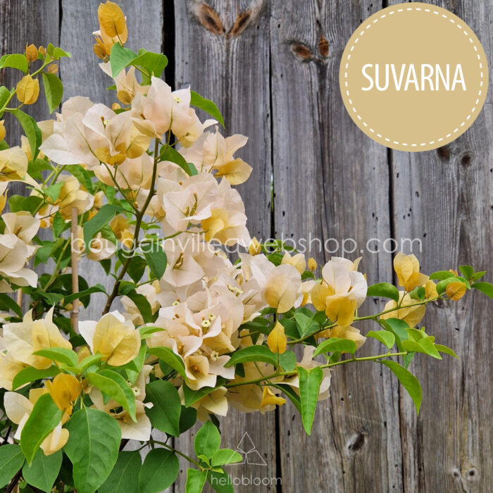 Suvarna Suverna bougainvillea, a beautiful, yellow Mediterranean ornamental plant