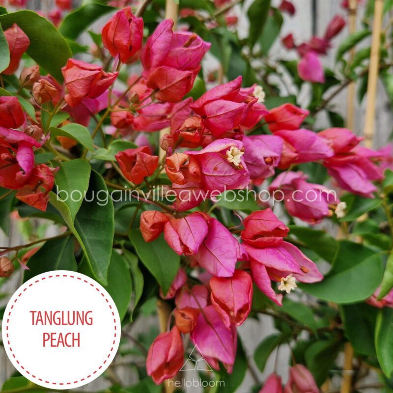 Tanglung Peach bougainvillea, Tanglung Peach egzotikus murvafürt