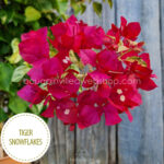 Tiger Snowflakes bougainvillea