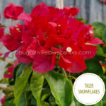 Tiger Snowflakes bougainvillea online webshop shipping to EU countries