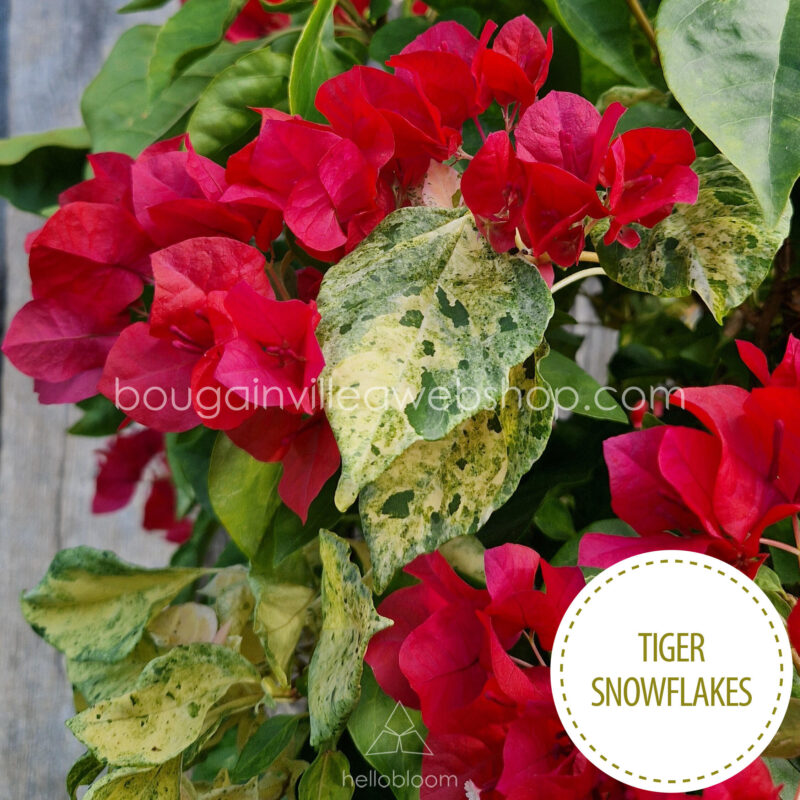 Tiger Snowflakes bougainvillea a beautiful Mediterranean ornamental plant