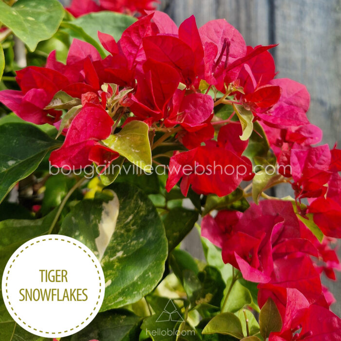 Tiger Snowflakes bougainvillea Mediterranean sun-tolerant ornamental plant