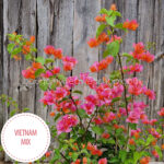 Vietnam Mix bougainvillea kézműves kertészet dísznövény eladó Magyarország