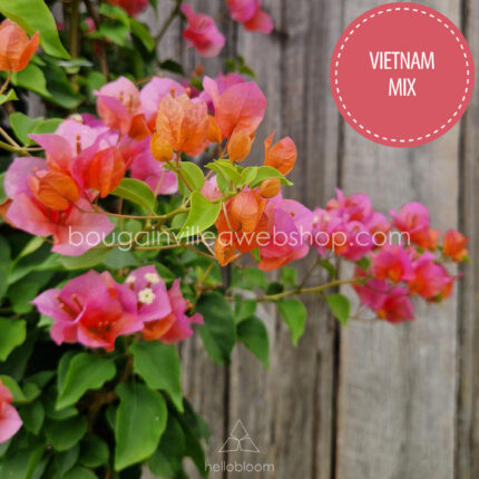 ritka egzotikus Vietnam Mix bougainvillea webshop hellobloom
