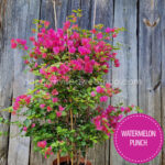 Watermelon Punch bougainvillea kerti sokat virágzó dísznövény webshop eladó