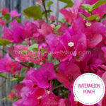 Watermelon Punch bougainvillea Magyarország mediterrán növénypiac dísznövény
