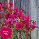 Butterfly Purple exotic bougainvillea – vibrant and stunning