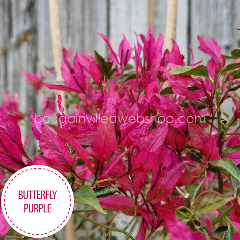 Butterfly Purple online bougainvillea webshop