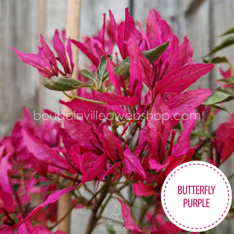 Butterfly Purple bougainvillea, Butterfly Purple exotic ivy