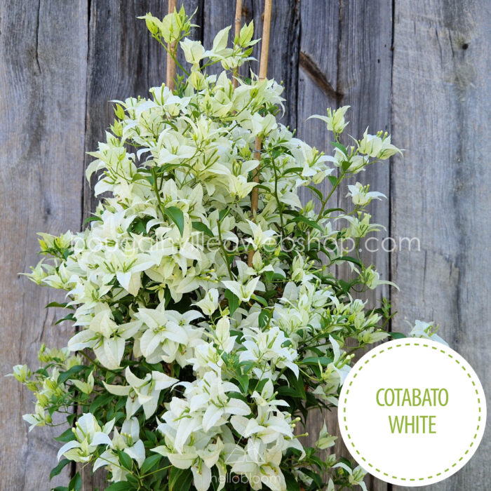 Cotabato White bougainvillea kerti sokat virágzó dísznövény webshop eladó