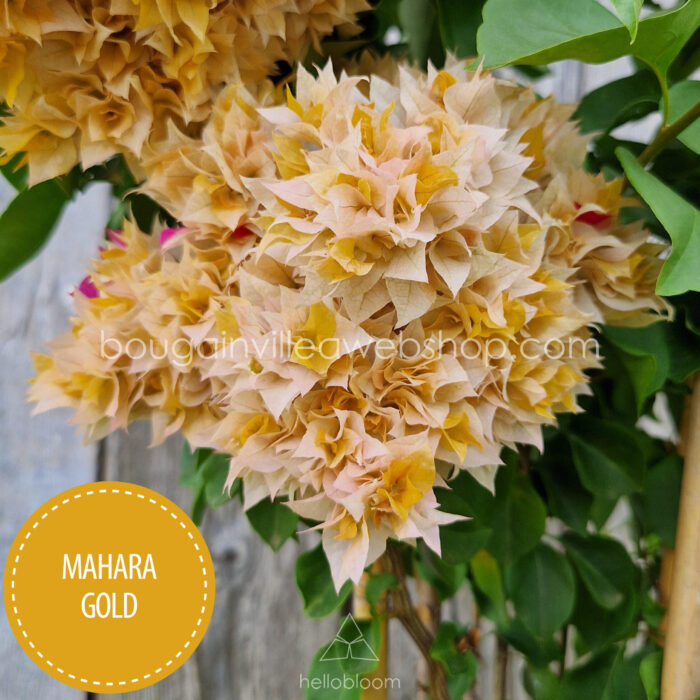 Mahara Gold bougainvillea kézműves kertészet dísznövény eladó Magyarország