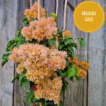 magyarország bougainvillea webshop mediterrán növénypiac Mahara Gold bougainvillea