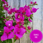 Temple Fire bougainvillea order online webshop ornamental plants gardening