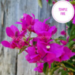 Temple Fire bougainvillea tropical ornamental plant, available in the European Union (EU)