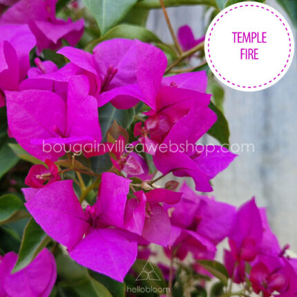 Temple Fire bougainvillea, Temple Fire exotic ivy