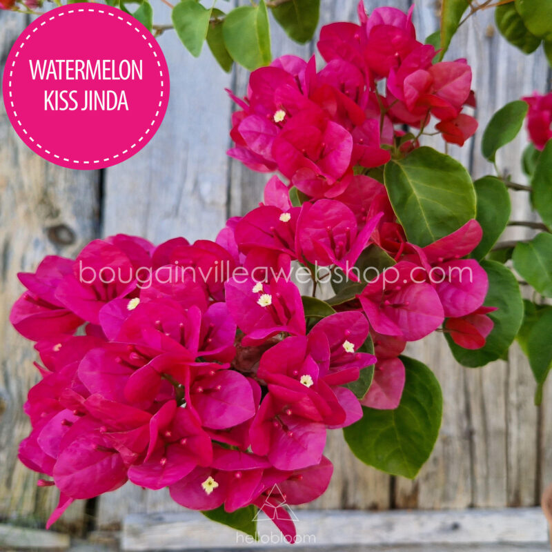 Watermelon Kiss Jinda bougainvillea murvafürt online kertészet növény rendelés