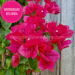 Watermelon Kiss Jinda bougainvillea virágzó trópusi egzotikus dísznövény