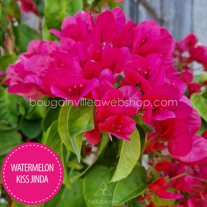 Watermelon Kiss Jinda bougainvillea sales in EU