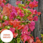 Zakiriana Variegated bougainvillea, Zakiriana Variegated murvafürt, egzotikus dísznövények