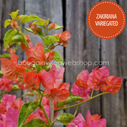 tropical mediterranean handcrafted ornamental plant Hungary webshop order Zakiriana Variegated bougainvillea