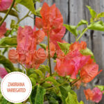 Zakiriana Variegated bougainvillea kerti sokat virágzó dísznövény webshop eladó