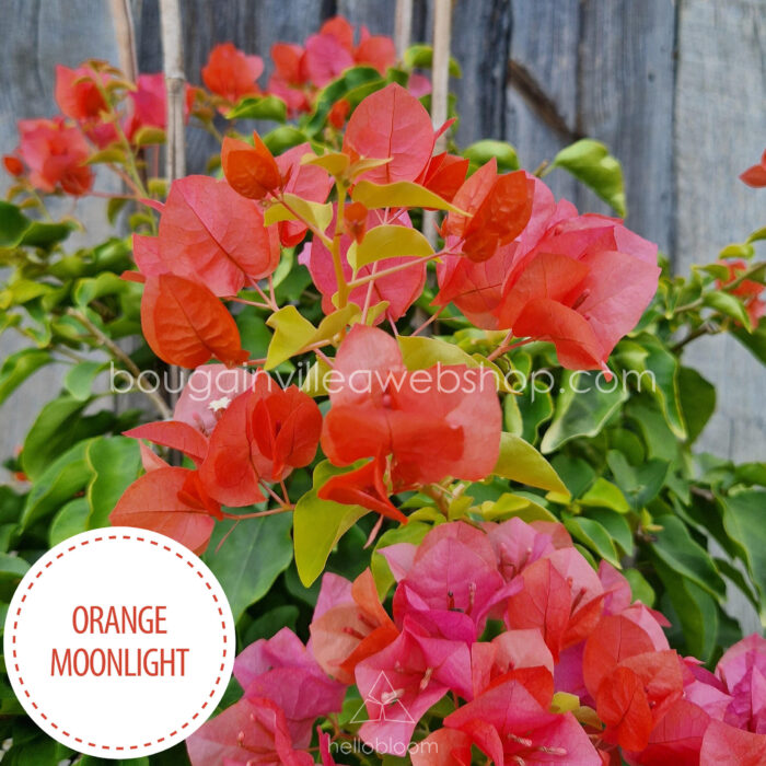Orange Moonlight bougainvillea, Hungary’s artisan online nursery