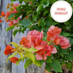 Orange Moonlight bougainvillea, online webshop shipping across the EU (Austria, Belgium, Bulgaria, Croatia, Czech Republic, Denmark, Estonia, France, Germany, Hungary, Ireland, Italy, Latvia, Lithuania, Luxembourg, Malta, Poland, Romania, Slovakia, Slovenia, Spain, the Netherlands)