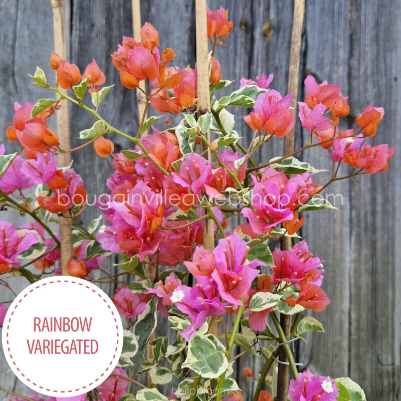 Rainbow Variegated bougainvillea tropical ornamental plant, available in the European Union (EU)