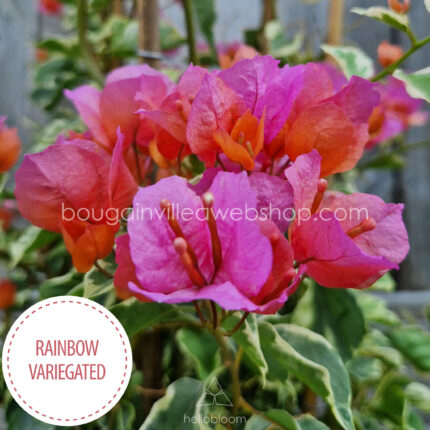 Rainbow Variegated bougainvillea webshop online rendelés
