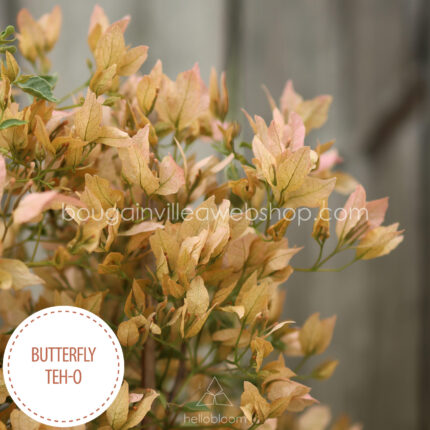 Butterfly Teh-o bougainvillea mediterrán kerti dísznövény eladó magyarország webshop