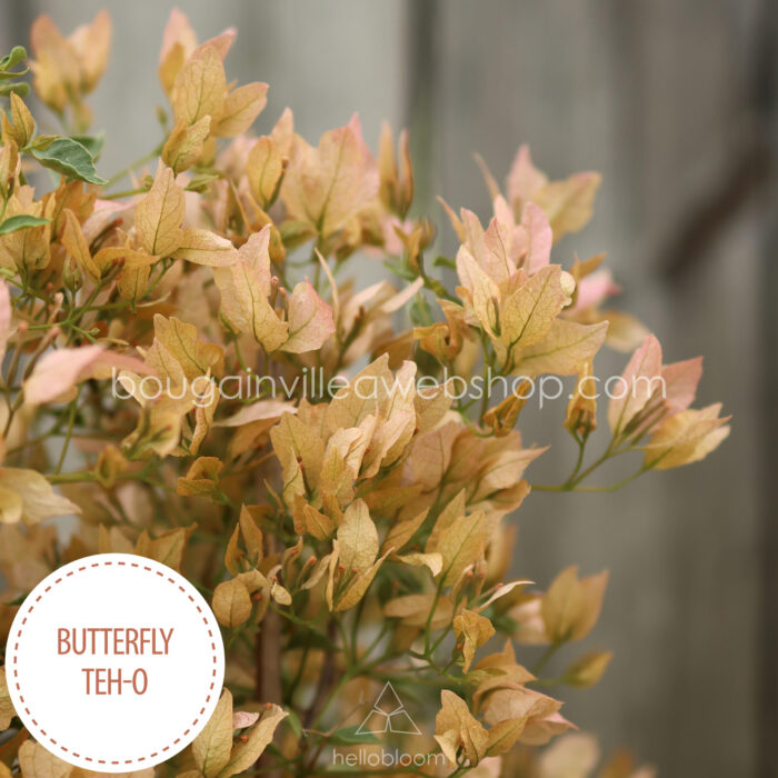 Butterfly Teh-o bougainvillea mediterrán kerti dísznövény eladó magyarország webshop