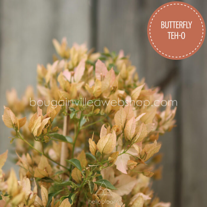 Butterfly Teh-o murvafürt mediterrán webshop eladó
