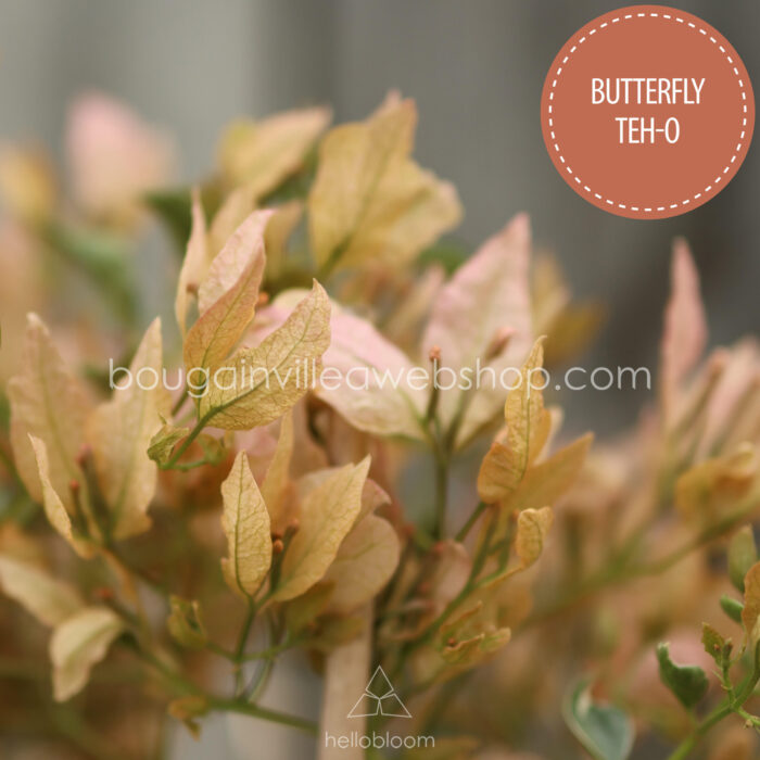 Butterfly Teh-o murvafürt mediterrán webshop eladó