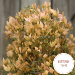 Butterfly Teh-o bougainvillea murvafürt kerti dézsás trópusi ritka barack színű dísznövény
