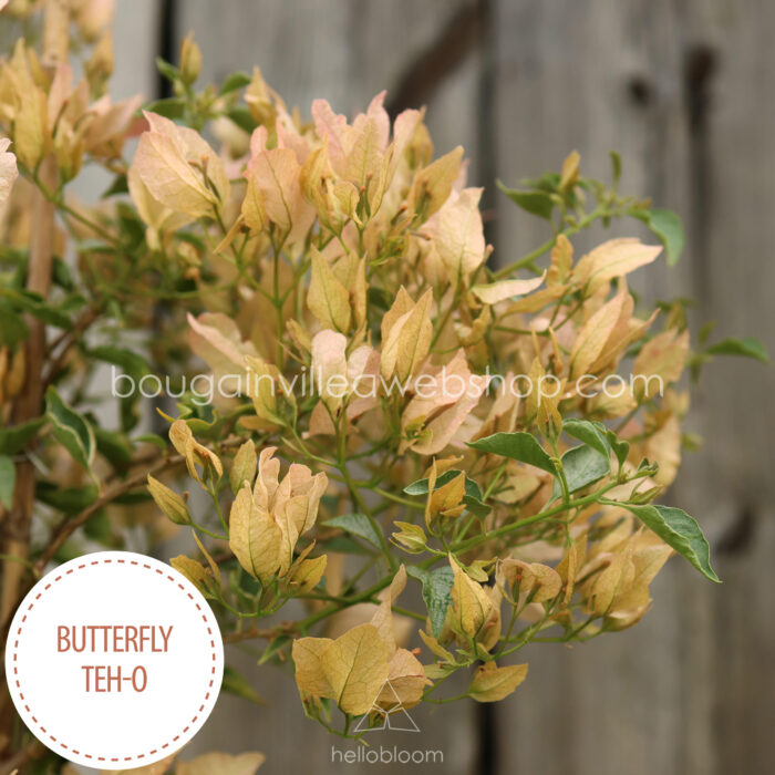 Butterfly Teh-o bougainvillea kerti sokat virágzó dísznövény webshop eladó