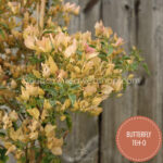 Butterfly Teh-o murvafürt melegkedvelő mediterrán dísznövény