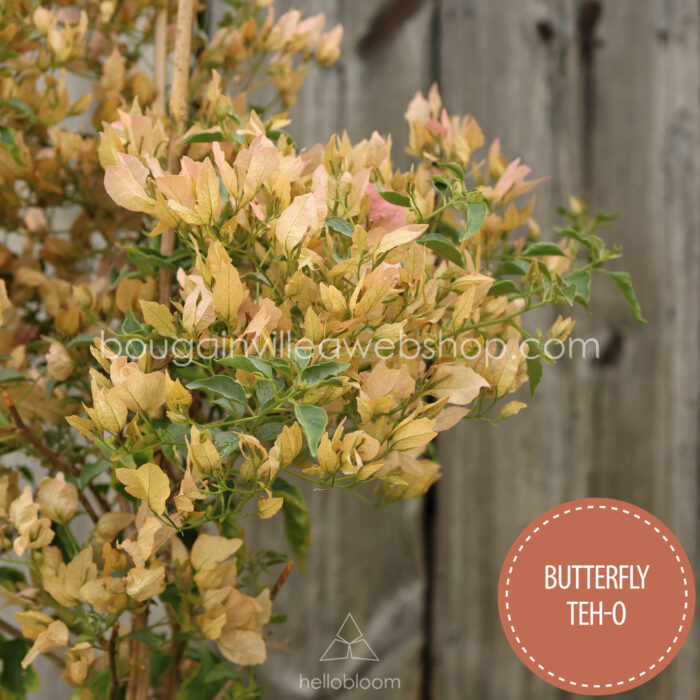 Butterfly Teh-o murvafürt melegkedvelő mediterrán dísznövény
