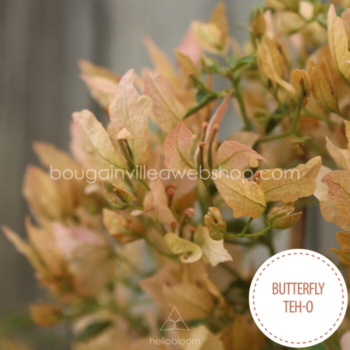 Butterfly Teh-o bougainvillea mediterrán dísznövény magyarország eladó