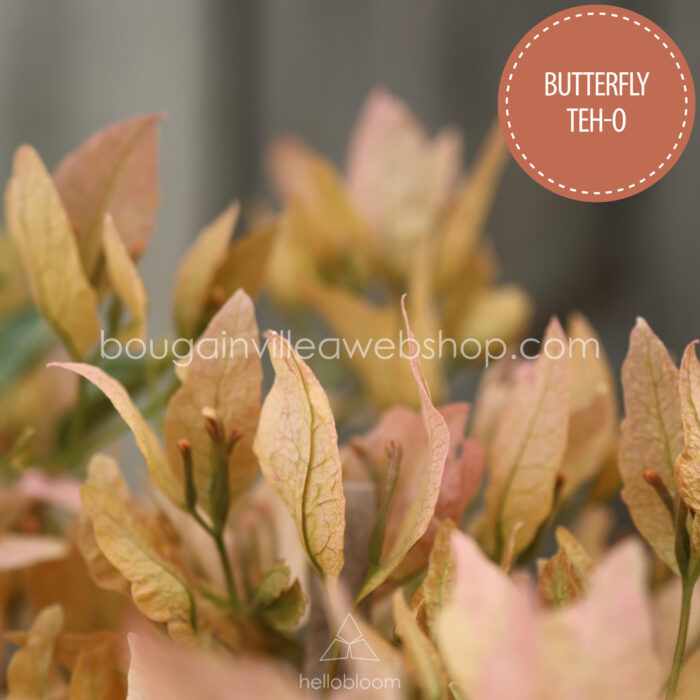 trópusi gazdagon virágzó, egzotikus kúszónövény vásárlás Butterfly Teh-o bougainvillea, egzotic plant in Eu