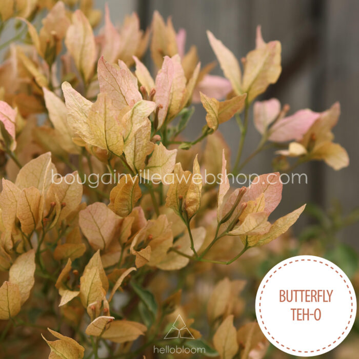 mediterrán kültéri dísznövény dézsában Magyarország Butterfly Teh-o bougainvillea