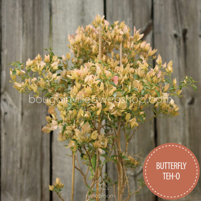 Butterfly The-o bougainvillea, Butterfly Teh-o murvafürt, egzotikus dísznövény